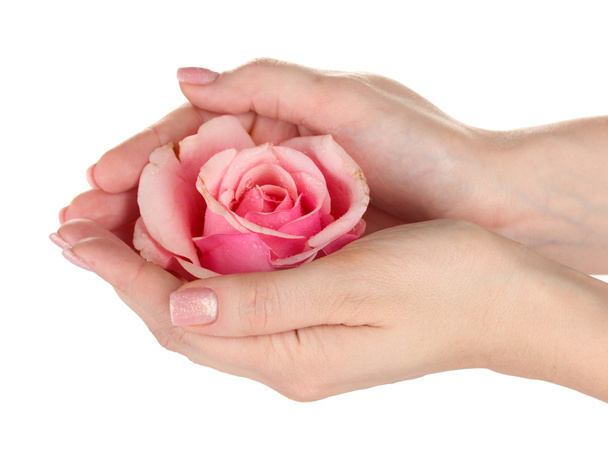 Pink rose with hands on white background - Fotó, kép