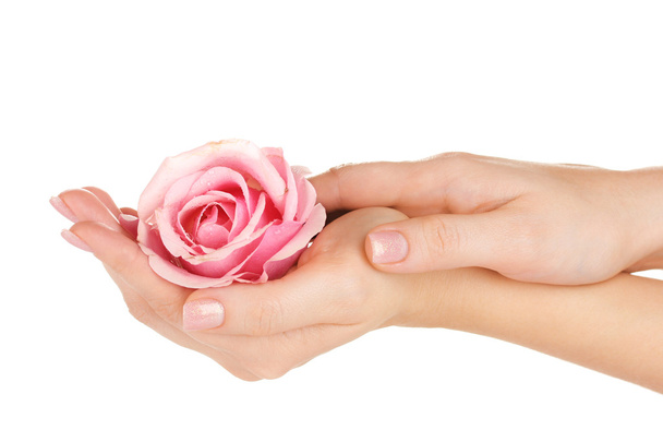 Pink rose with hands on white background - Photo, image