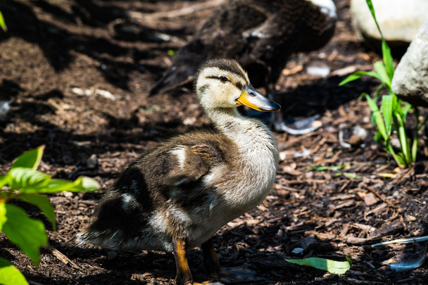 Cute baby duck - Photo, Image