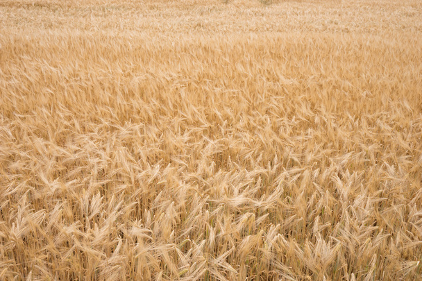 Fondo de trigo maduro dorado
 - Foto, imagen