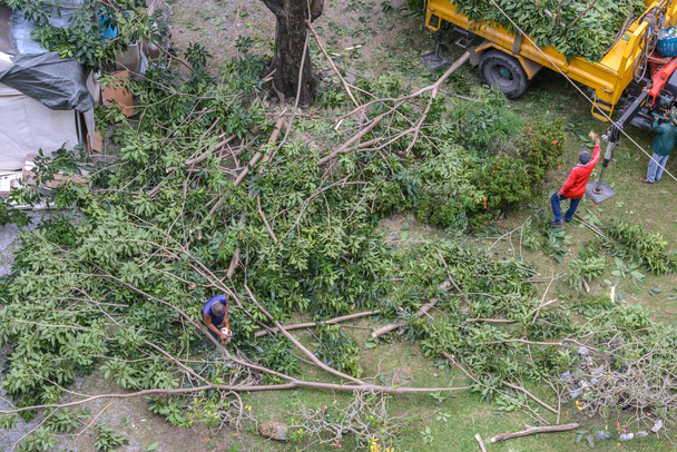Gardener pruning a tree with chainsaw under tree. - Photo, Image