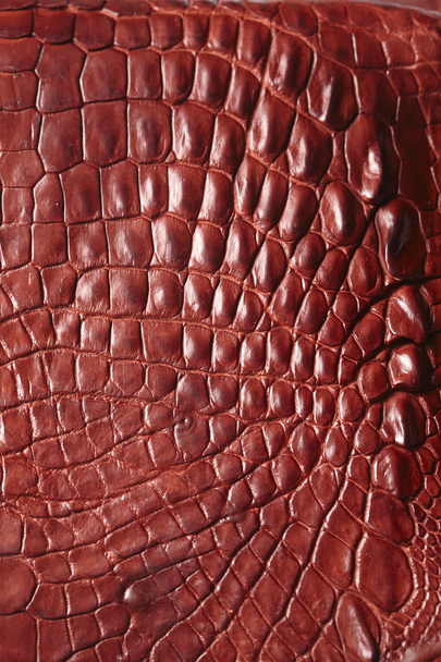 Alligator fond en cuir
 - Photo, image
