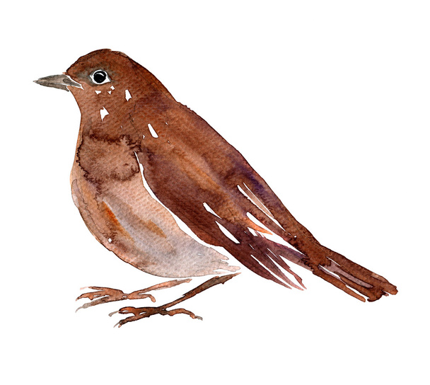 watercolor drawing bird - Foto, Imagem