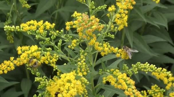 bumblebee собирает нектар
 - Кадры, видео