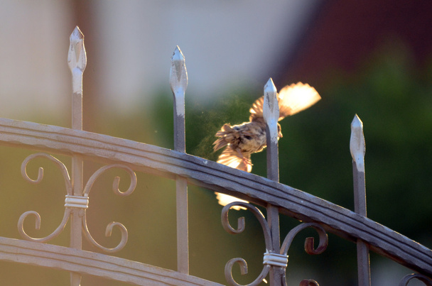 Σπίτι sparrow στον ήλιο πρωί - Φωτογραφία, εικόνα