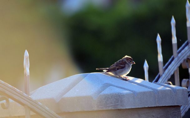 Σπίτι sparrow στον ήλιο πρωί - Φωτογραφία, εικόνα