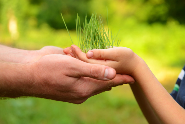 hands holding green growing grass - Zdjęcie, obraz