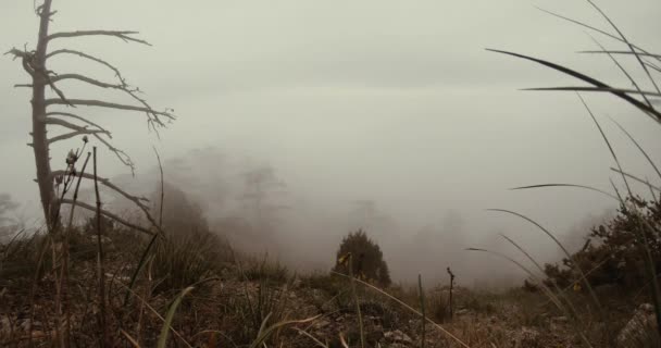 βράδυ ομίχλης τυλιμένη βουνό άνοιξη δάσος θέα από την κορυφή - Πλάνα, βίντεο