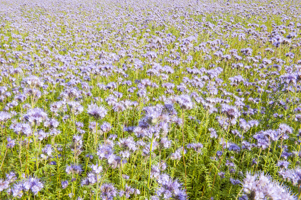 Feld von lila Blüten und grünem Laub - Foto, Bild