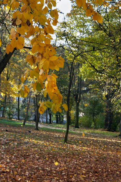 Autumn park - Фото, зображення