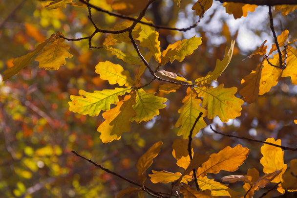 Autumn leaves on the branches of the oak in the city garden - Valokuva, kuva