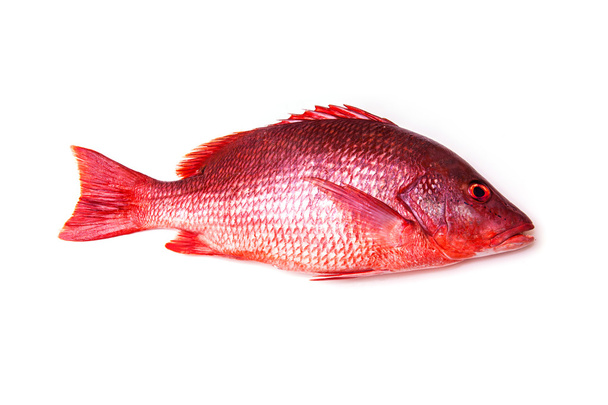 Red Snapper pesce isolato su uno sfondo bianco studio
. - Foto, immagini