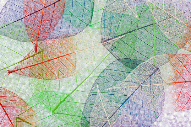 Abstract colorful skeleton leaves background - Φωτογραφία, εικόνα