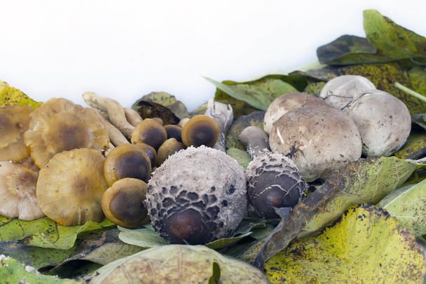 horizontale Komposition mit Pilzen - Foto, Bild