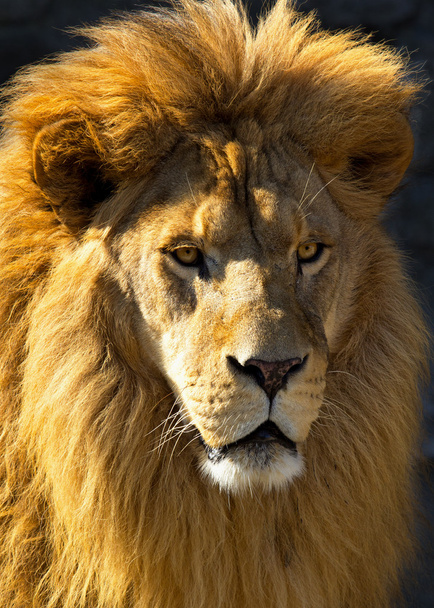 Tête de lion
 - Photo, image