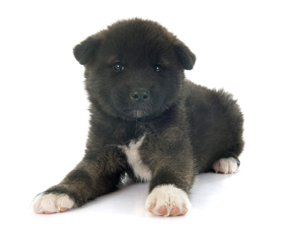 american akita puppy - Photo, Image