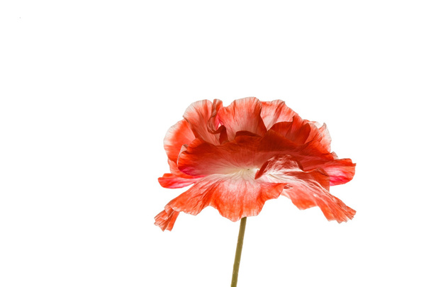Red poppy flower - Zdjęcie, obraz