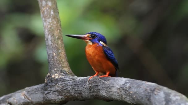 Blue-eared Kingfisher (male) - Footage, Video