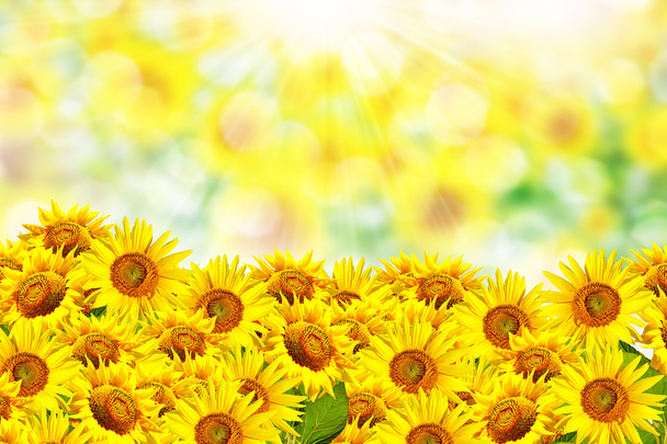 Kaunis auringonkukkapelto kesällä
 - Valokuva, kuva
