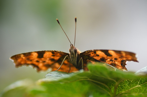 butterfly - Foto, Imagem