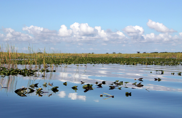 водно-болотних угідь
 - Фото, зображення