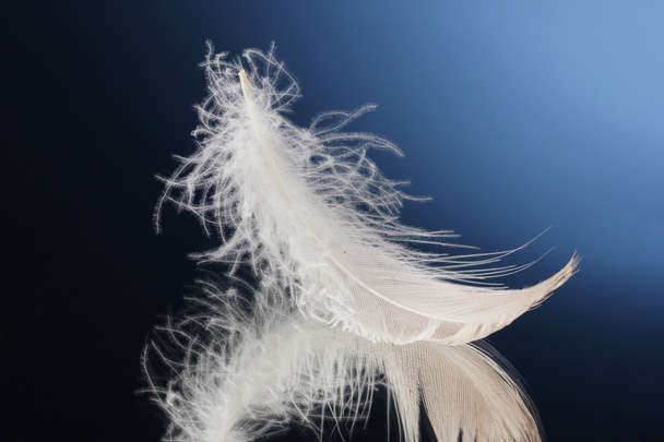 Beautiful feather on blue background - Photo, image