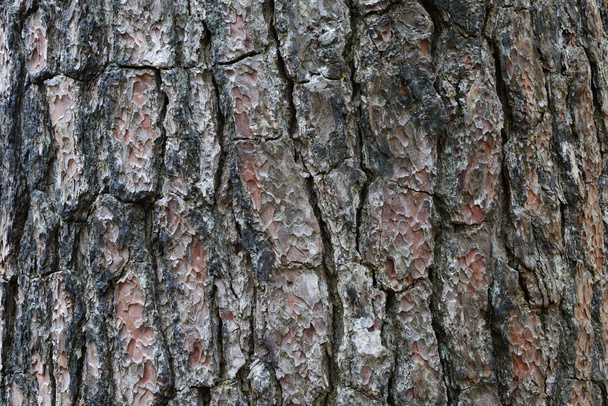 Textura da casca da árvore. - Foto, Imagem