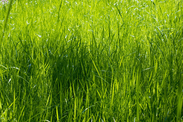 Zöld fű - Fotó, kép