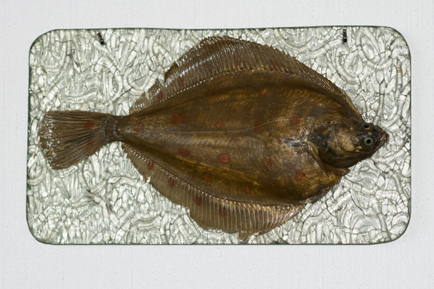 Flatfish - Photo, Image