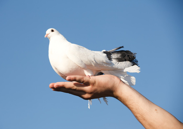 белый голубь в руке против неба
 - Фото, изображение