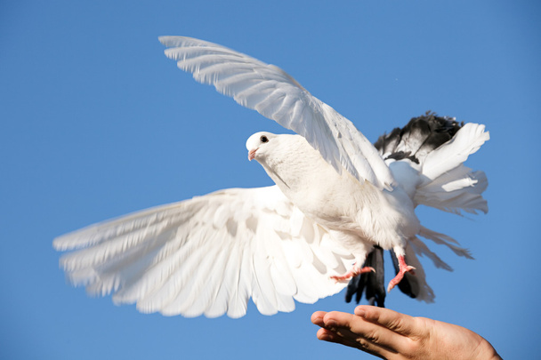 bílý holub v ruce proti obloze - Fotografie, Obrázek