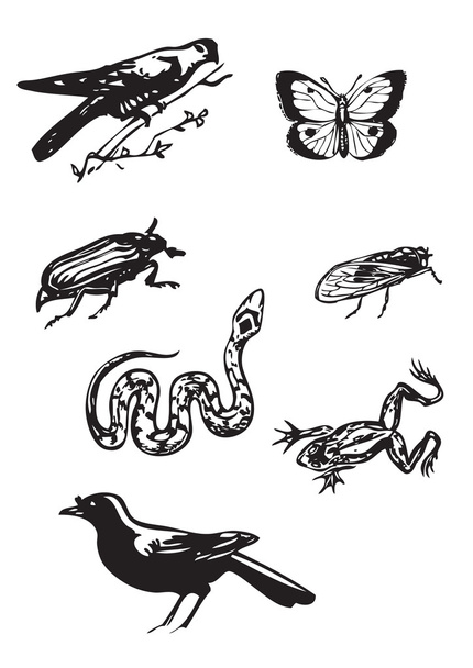 Aves e insectos de época
 - Vector, Imagen