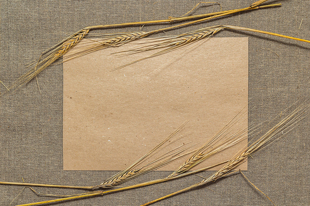 Empty paper with wheat spikelets - Фото, зображення