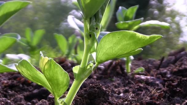 Broad bean plants in a garden - Footage, Video