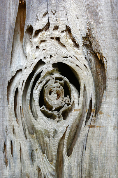 Knot in a wooden board - Photo, Image