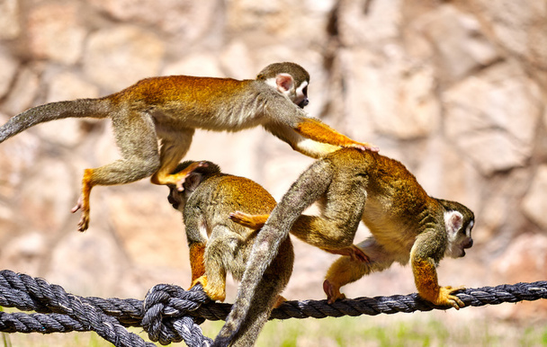 Обезьяны играют на веревке
 - Фото, изображение