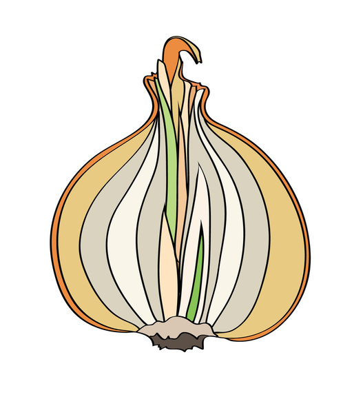 onions isolated illustration on white background - Vector, Image