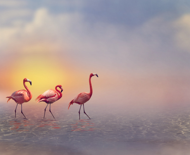 Flamingo vogels - Foto, afbeelding