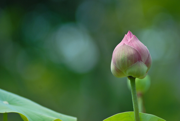 a zöld pink lotus - Fotó, kép
