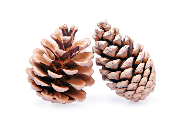 Two isolated pinecones - Foto, imagen