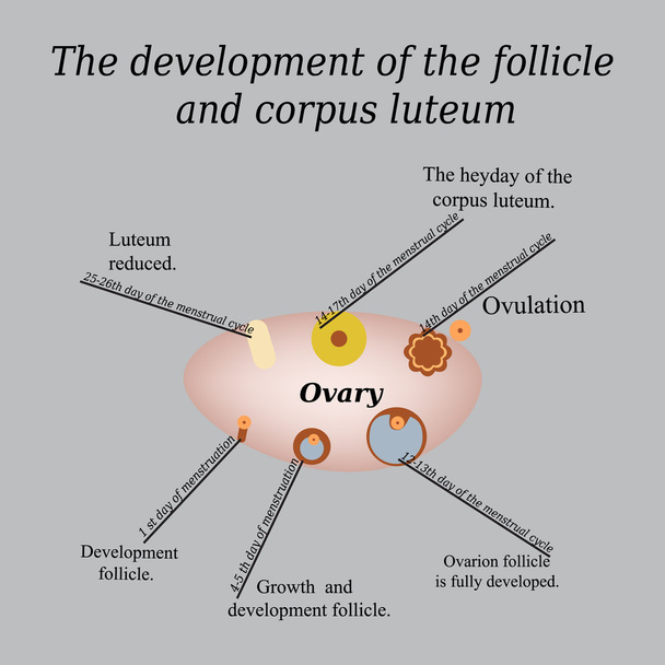 Muestra el desarrollo de folículo ovárico y cuerpo lúteo. Ilustración vectorial sobre fondo gris
 - Vector, Imagen
