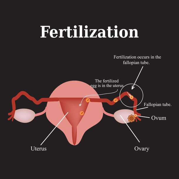 Diagram of the structure of the pelvic organs. Fertilization. Vector illustration on a black background - Vector, Image