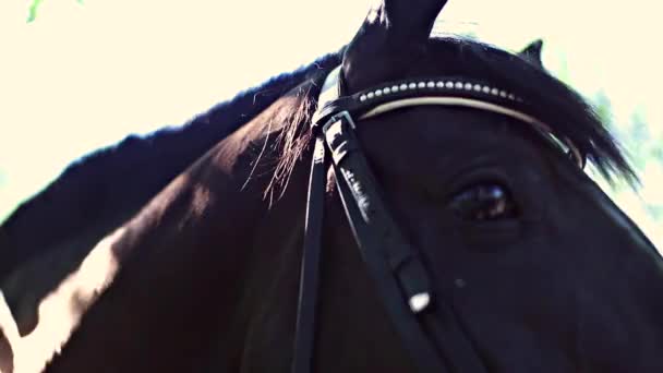 Hermosos ojos de caballo
 - Imágenes, Vídeo