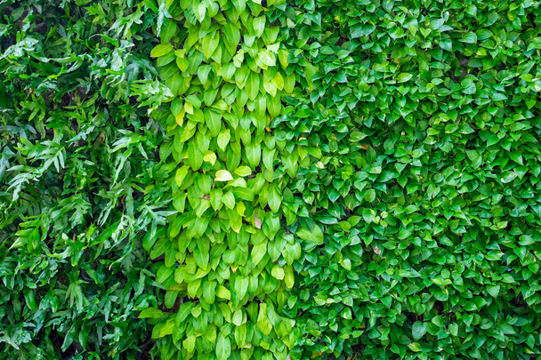 de nombreux types de plantes sur le mur comme fond
 - Photo, image