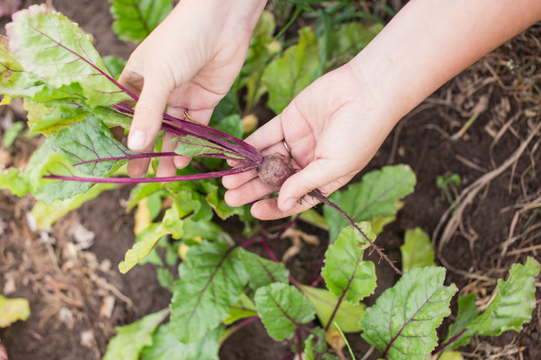 Young beetroot plant in farmer's hands - Zdjęcie, obraz