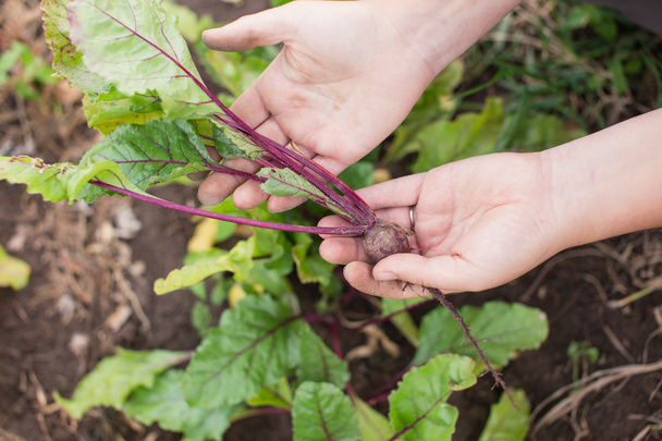 Young beetroot plant in farmer's hands - Foto, Imagem
