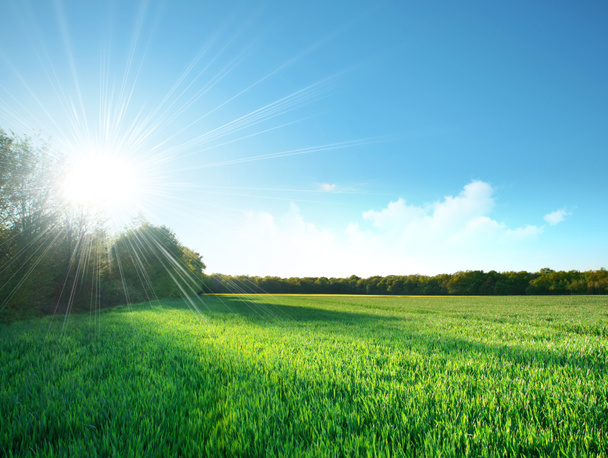 Green field under the sun - Photo, Image