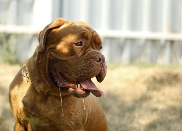 Dogue de Bordeaux - French Mastiff - Photo, Image