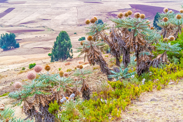 Landscape in Ethiopia near Ali Doro - Фото, зображення