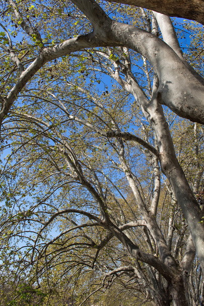 Árboles sudarios
 - Foto, imagen